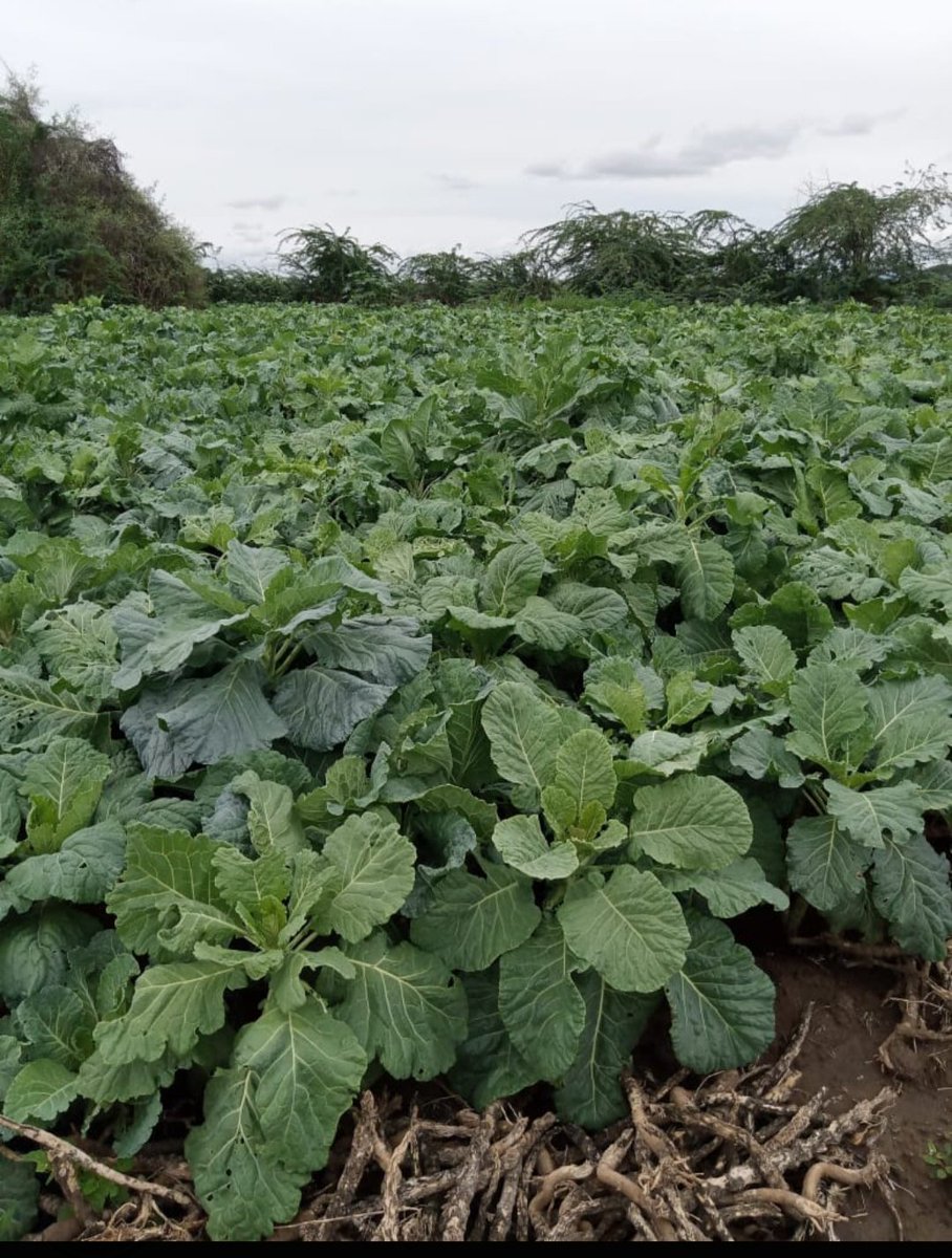 LokoroAgnes's tweet photo. I recently received these photos from one of the farmers I trained and worked with while working for @ActionAfricaHI. This melted my heart as i felt soo proud of the amazing work these farmers are doing. @TurkanaCountyKE @ https://t.co/40iXGDe4lR