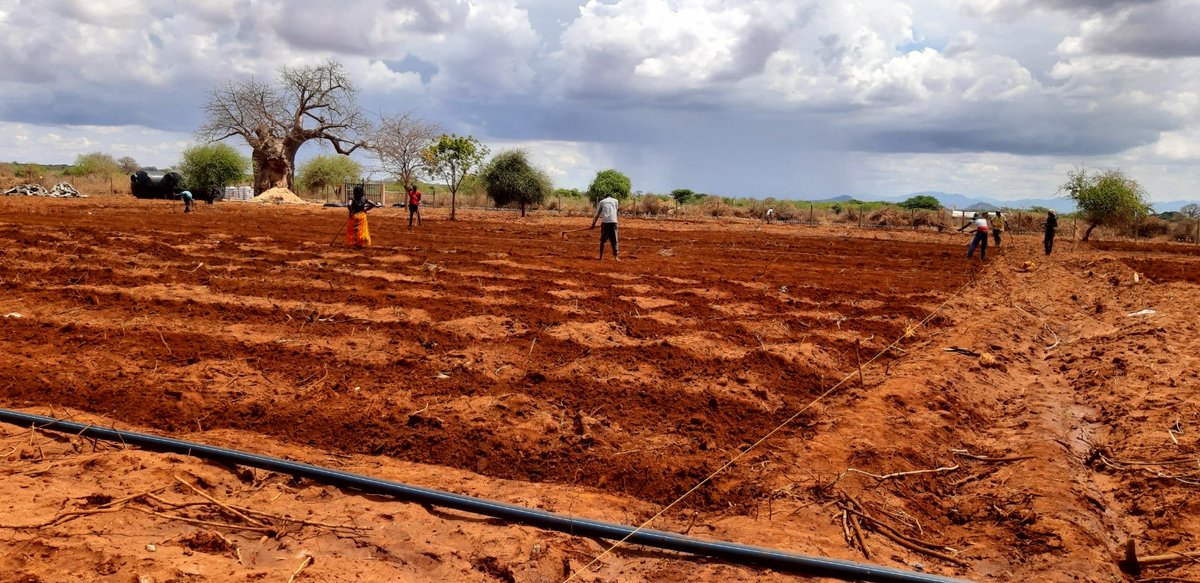 VeratheIron's tweet photo. Preparing the land properly for planting garlic ensure a successful crop. Here are some steps for preparing land for garlic planting:

1. Choose a well-draining location: Garlic doesn't like to sit in waterlogged soil, so it's important to choose a location with good drainage. https://t.co/92gNCLwXUO
