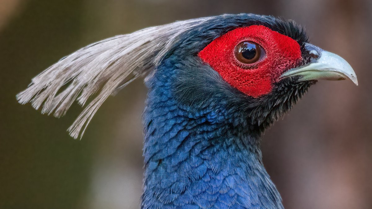 samthebirder's tweet image. The Kalij Pheasant, also known as the 'forest jewel', is a stunning bird with a distinct call that echoes through the forest. Have you heard it? #SaturdayMorningBirding #KalijPheasant #BirdingAsia #WildlifeSightings @BNHS_India