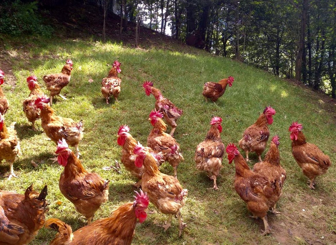 Jose Carlos Capel tweet media