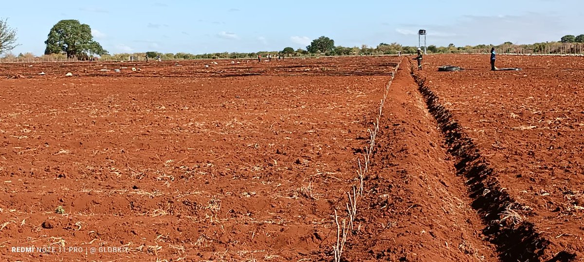 VeratheIron's tweet photo. 2. Clear the area: Remove any weeds or other vegetation from the area where you'll be planting the garlic.

3. Loosen the soil: Garlic prefers loose, well-aerated soil, so use a tiller or garden fork to loosen the soil to a depth of about 6-8 inches. https://t.co/CsY9iTYpxX