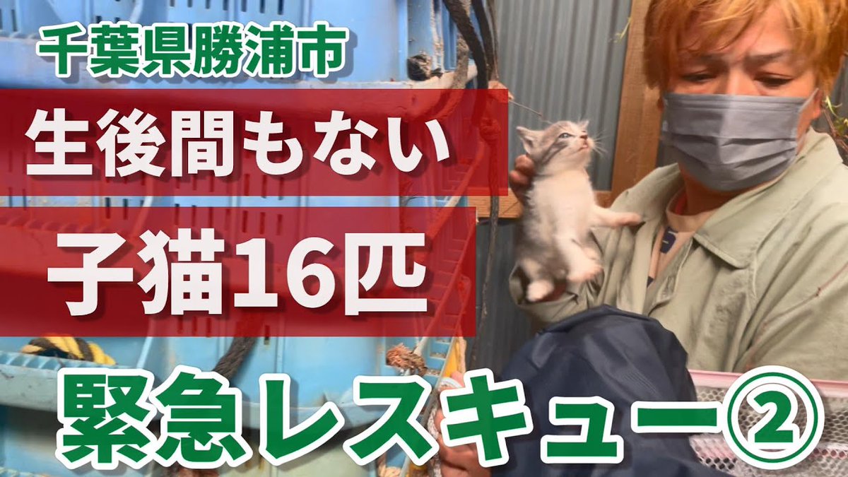 MeowMoeDotCom's tweet photo. 【間違った動物愛護観】勝浦で生後間もない子猫16匹を緊急レスキュー②:686
https://t.co/qvamr6dosk
#子猫保護 #1KCreator #Animal #AnimalProtectionAct #AnimalRescue #Cat https://t.co/xPXvRCzFmQ