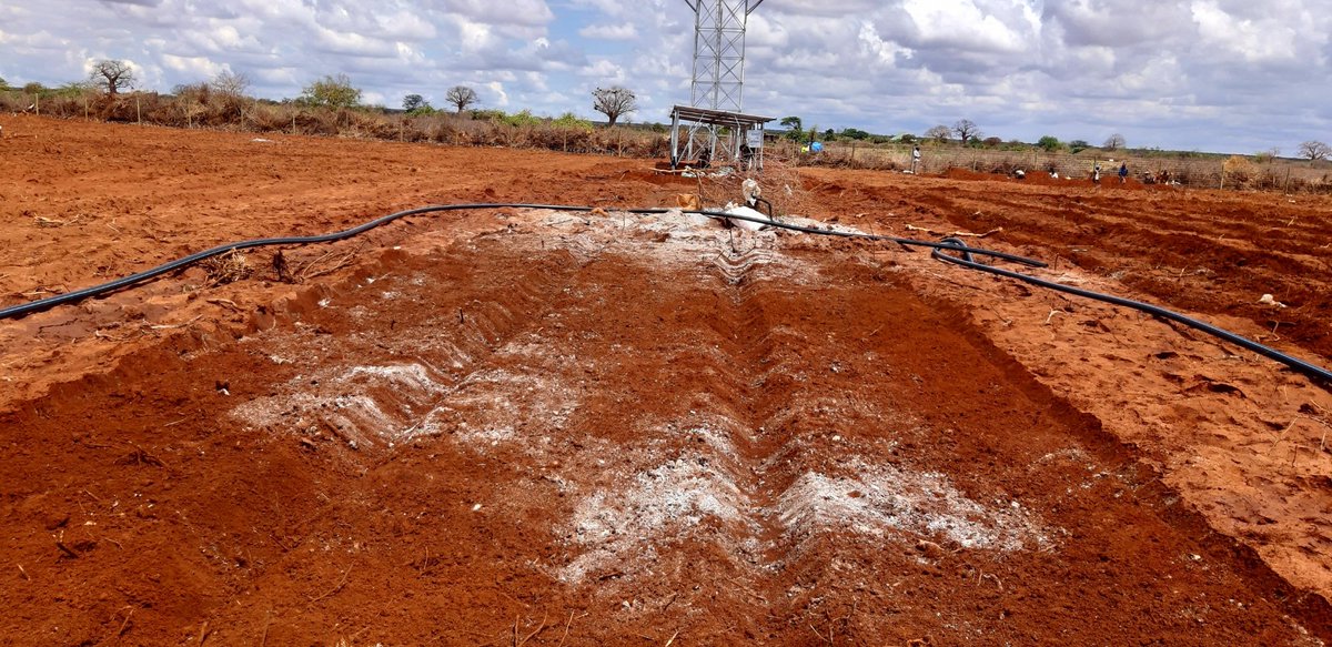 VeratheIron's tweet photo. 4. Amend the soil: Garlic likes rich, well-draining soil that's slightly acidic (pH 6.0-7.0). You can add compost or well-rotted manure to improve the soil's fertility. A soil test can also help you determine if you need to add any additional amendments. https://t.co/4Y6A6JX1Ex