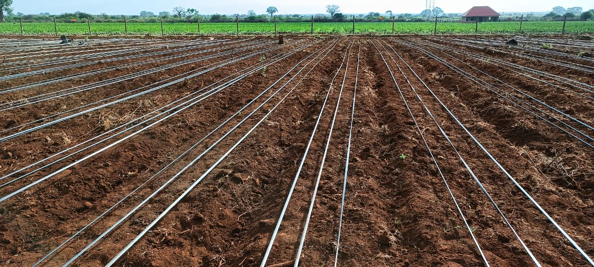 VeratheIron's tweet photo. . Consider raised beds: If your soil has poor drainage, consider planting garlic in raised beds.

6. Add mulch: After planting, add a layer of organic mulch (such as straw or shredded leaves) to help retain moisture and suppress weeds. https://t.co/pbGwqpaEn4