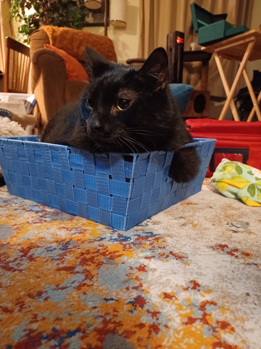 AnnieShmallow's tweet photo. While you were cleaning
I studied the basket https://t.co/1Yzv3MoJbP