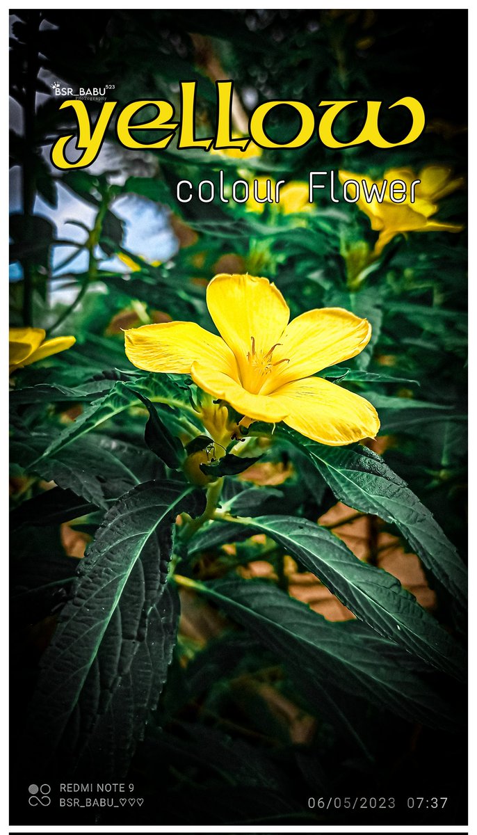 BSRBabu23's tweet photo. YELLow__ “💛” colour Flower 🌼
FOLLOW ME &amp; FOLLOW BACK 
@iam_sivang @Dinesh_JD_93 
@SowmyaTweetz @Itz_Pradeep_Vj @SandhyaCharan_ @TheFlowerWorld @Ammar71273979 @dsouza_ani @MsAslam1030  @VJ_Thalapatheee 
@Arif_bhai_021 
@VDKFANGIRL @VJ_Thalapatheee @Thunder41263939 https://t.co/vDZyrLvRJd