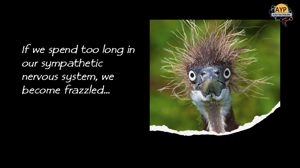 ActionPotential's tweet photo. Just living in the 21st century can induce #frazzlement.

#NeuroNinja's know the importance of the 12 Rocks to live in balance in our nervous system everyday.

#doyourrocks this coronation weekend. https://t.co/0vDK3RPAHK