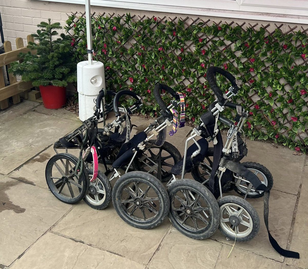 FlorisFriends's tweet photo. Morning walks begin with these essential items. #florisfriendsrescue #wheelchair #wheels #mobility #dogsoftwitter #RescueDogs #enablednotdisabled https://t.co/Huzn1EWLtq