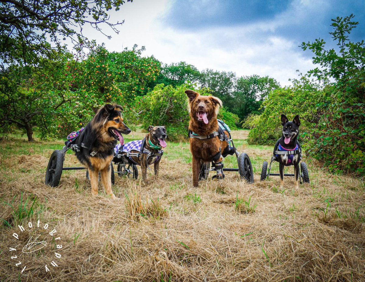 FlorisFriends's tweet photo. Morning walks begin with these essential items. #florisfriendsrescue #wheelchair #wheels #mobility #dogsoftwitter #RescueDogs #enablednotdisabled https://t.co/Huzn1EWLtq