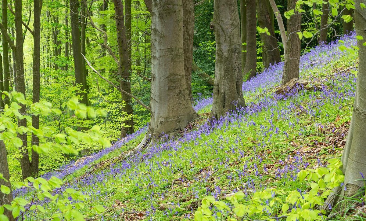 dunfordbridge's tweet photo. Bluebell season again! Tin Mill Woods near Wortley, Yorkshire, UK.
#yorkshirephotos #peakdistrictphotos #pennines #millstonegrit #northernengland #dunfordbridge #landscapeimages #countrysidephotos #photooftheday @yorkshire_ip #bluebell #wortley #deepcar #stocksbridge https://t.co/4otj2sVlLW