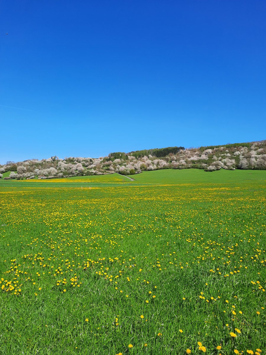 Alles begint weer te bloeien paardebloemen, sleutelbloem, pinksterbloemen in de weilanden en ook de zwaluwen zijn er weer.