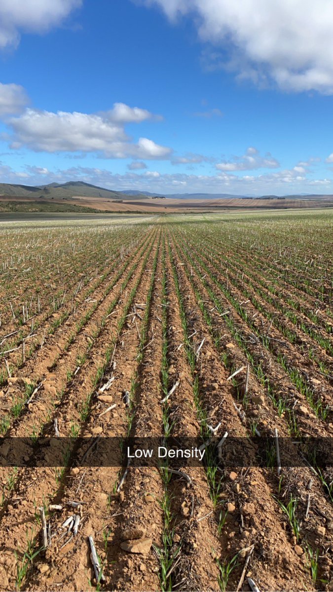RoryBlok's tweet photo. Farmer scale plant density trial. Let’s see what the new #Malgas Malt variety is made of
Good start and flying out of the blocks with good subsoil moisture 🌾🍻 https://t.co/wijhpkElJQ