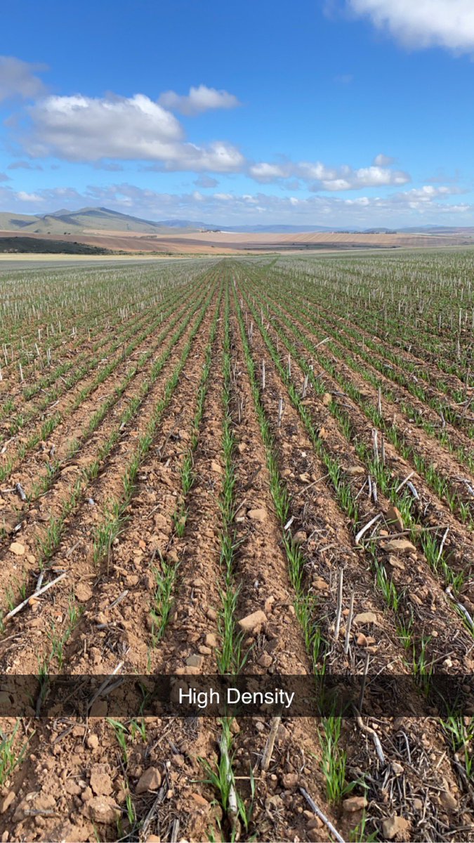 RoryBlok's tweet photo. Farmer scale plant density trial. Let’s see what the new #Malgas Malt variety is made of
Good start and flying out of the blocks with good subsoil moisture 🌾🍻 https://t.co/wijhpkElJQ
