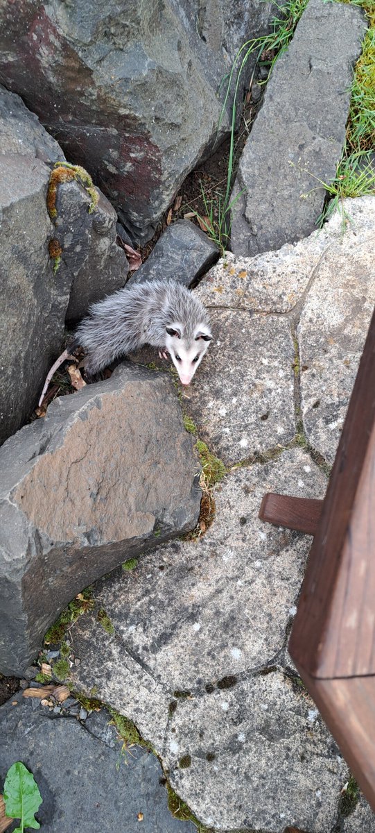 Tara spotted this juvenile opossum wandering on the back lawn. I ran out to grab a photo of it, but I spooked it and it hid between some boulders. I waited for it to emerge and was rewarded. It's rare for them to be out during the day.