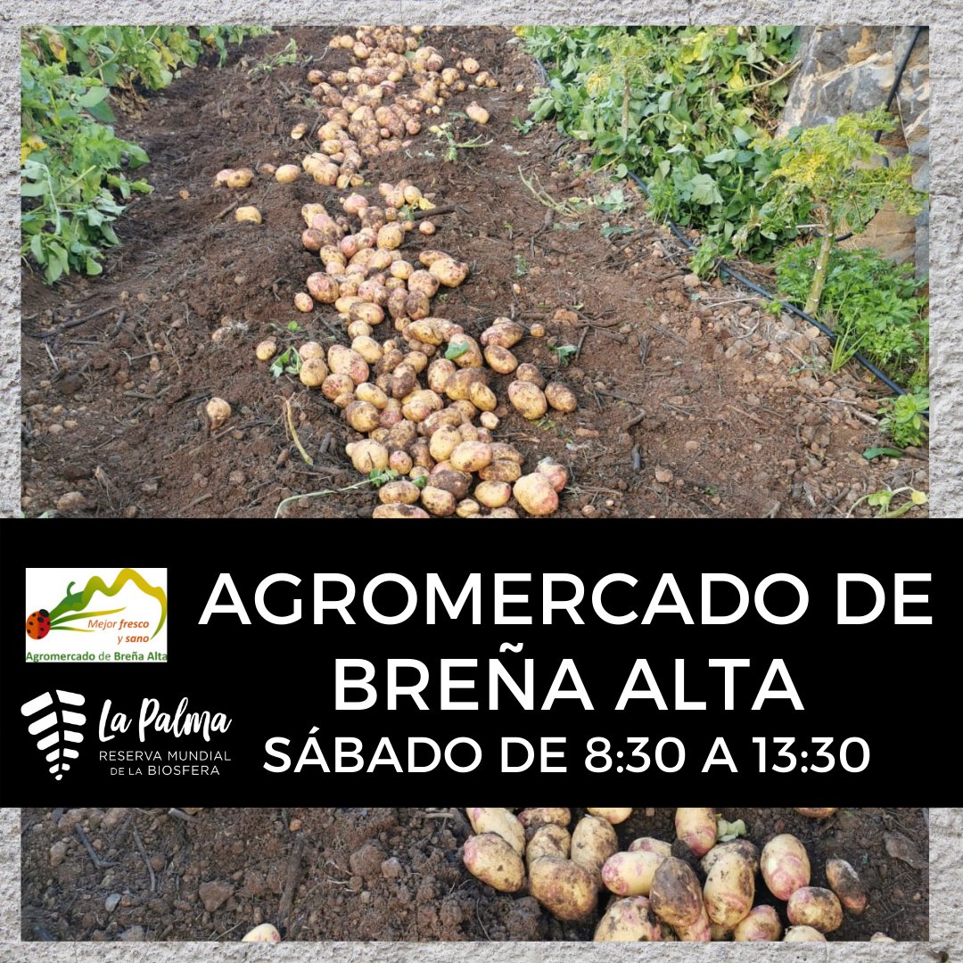 ¡¡Garantía de calidad!!! CONSUME PRODUCTO LOCAL 
Busca los productos #lapalmabiosfera #reservabiosfera en el @mercadobalta
Hoy de 8:30 hasta las 13:30
@aytobalta @CanalAgrarioLP @AGRI_Gobcan 
#LaPalma #BreñaAlta #comunidadbiosfera #itsaboutlife #somosbiosfera