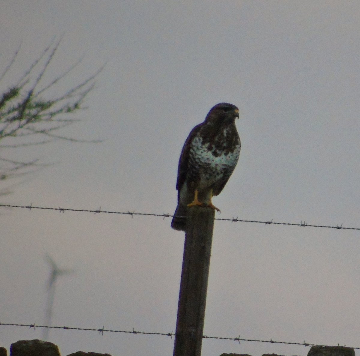 YorksBirder's tweet photo. Great start to the Coronation weekend with a Barn Owl and I believe Buzzard shot?! I hope you all have a good bank holiday weekend and 😊 #barnowl #buzzard #holmfirthwildlife #wildlife #wildlifephotography #bird #birding #birdwatching #birds #ukbird https://t.co/4aBEIhJR3Q