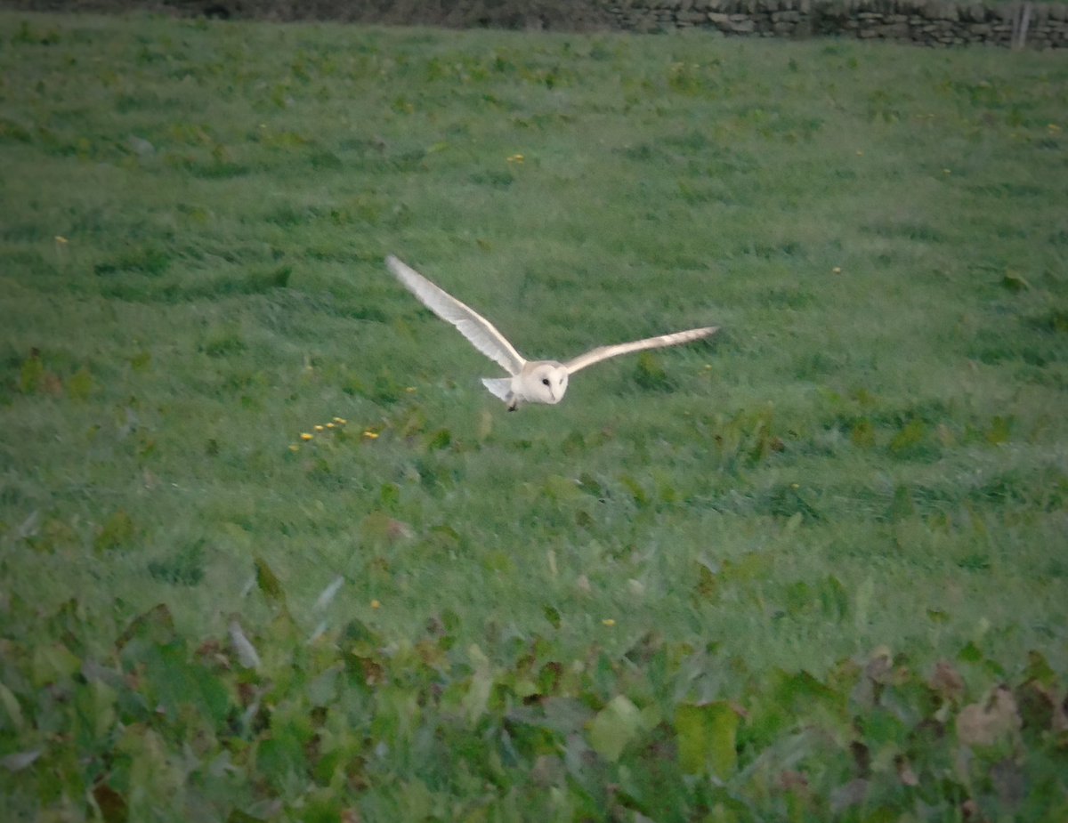YorksBirder's tweet photo. Great start to the Coronation weekend with a Barn Owl and I believe Buzzard shot?! I hope you all have a good bank holiday weekend and 😊 #barnowl #buzzard #holmfirthwildlife #wildlife #wildlifephotography #bird #birding #birdwatching #birds #ukbird https://t.co/4aBEIhJR3Q
