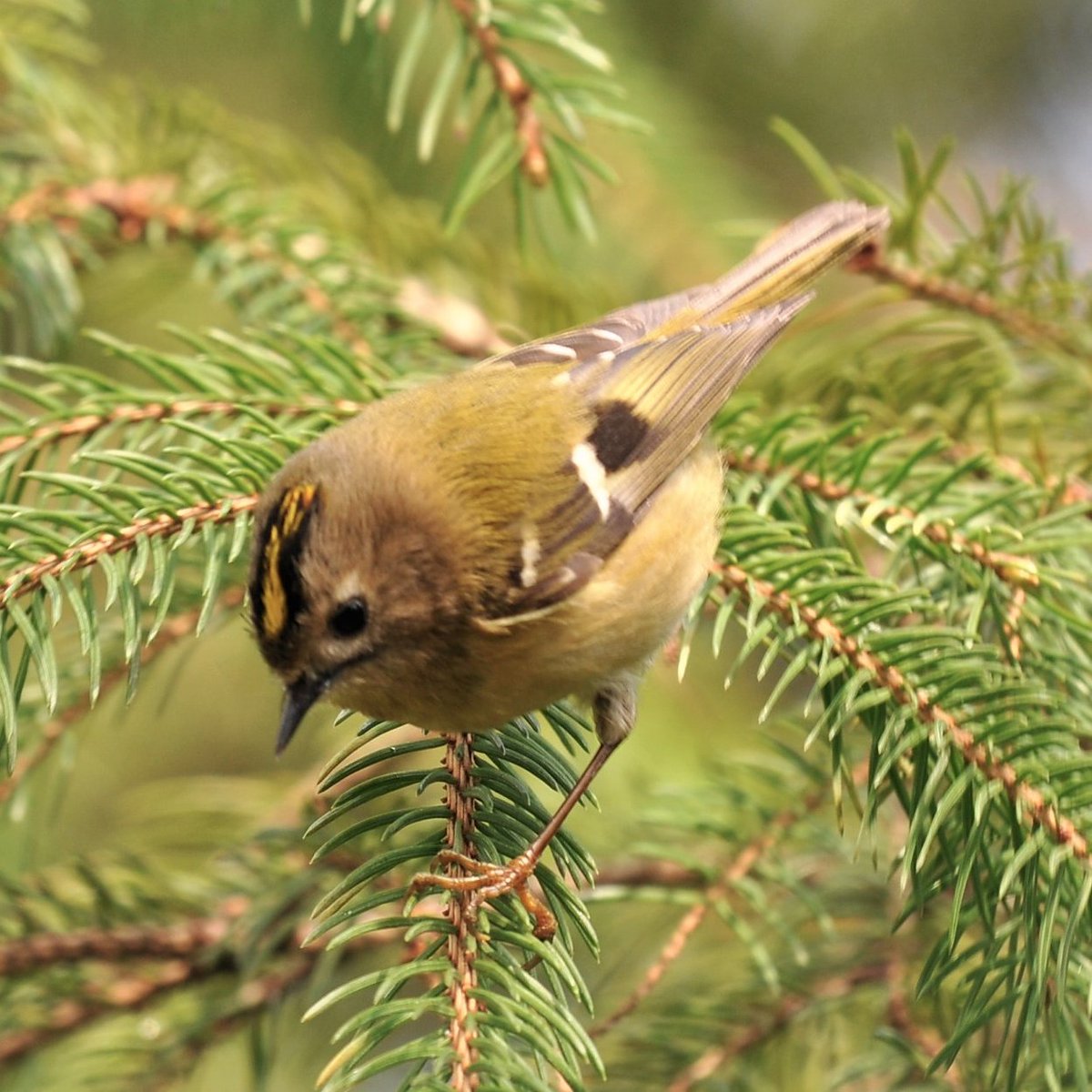 emyr_wyn's tweet photo. There's only one bird for #Coronation day - Regulus regulus - The Goldcrest.
🏴'Dim ond un aderyn at ddydd y #Coroni - Dryw Eurben.
#TwitterNatureCommunity #birds #BirdsOfTwitter #birdphotography @_BTO @Britnatureguide @fb_bbandw @NatureUK @Natures_Voice @ThePhotoHour @FfotoC https://t.co/1mdtYC6eC4