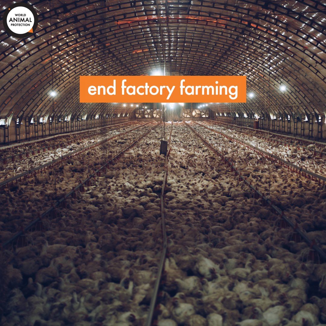 MoveTheWorldIN's tweet photo. Factory farms must stop giving antibiotics to chickens that are raised cruelly. Instead, they should give them open spaces and natural light to grow naturally
Act Now: https://t.co/vWuQXf86bS
#EndSuperbug #AMR #EatBetter #PlantProtein #ChickensDeserveBetter
#anitbiotics https://t.co/qQYiUXKK5R