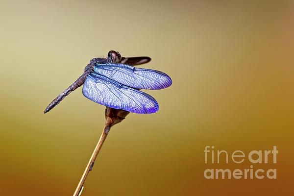 PZTony's tweet photo. New artwork for sale! - "Amazon Sapphirewing dragonfly" - https://t.co/Q52Av796Jw @fineartamerica https://t.co/fZ3YRwTj8P