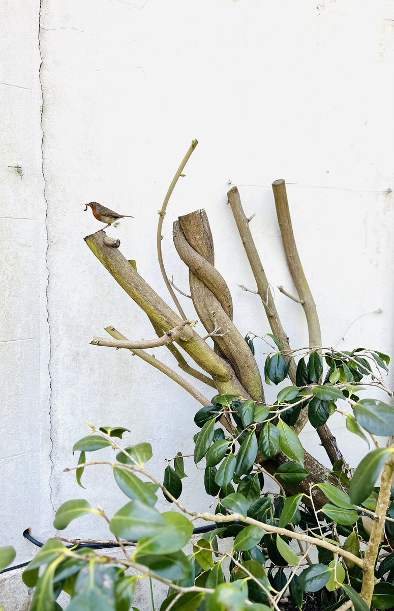 InspiredByKate's tweet photo. At last sunshine on the back this week.

Birds eye view. He’s oblivious to the #wisteria dormant buds budding. Years of not pruning left the wisteria reaching the second storey &amp; getting under the roof tiles. Cut back to waist height last Winter. https://t.co/P2k7oG1fsD