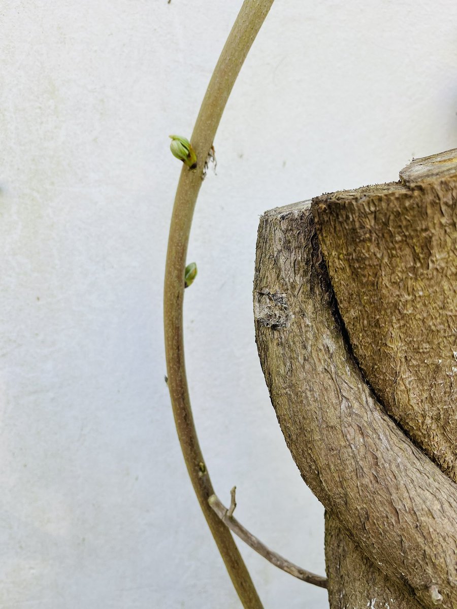 At last sunshine on the back this week.

Birds eye view. He’s oblivious to the #wisteria dormant buds budding. Years of not pruning left the wisteria reaching the second storey &amp; getting under the roof tiles. Cut back to waist height last Winter.