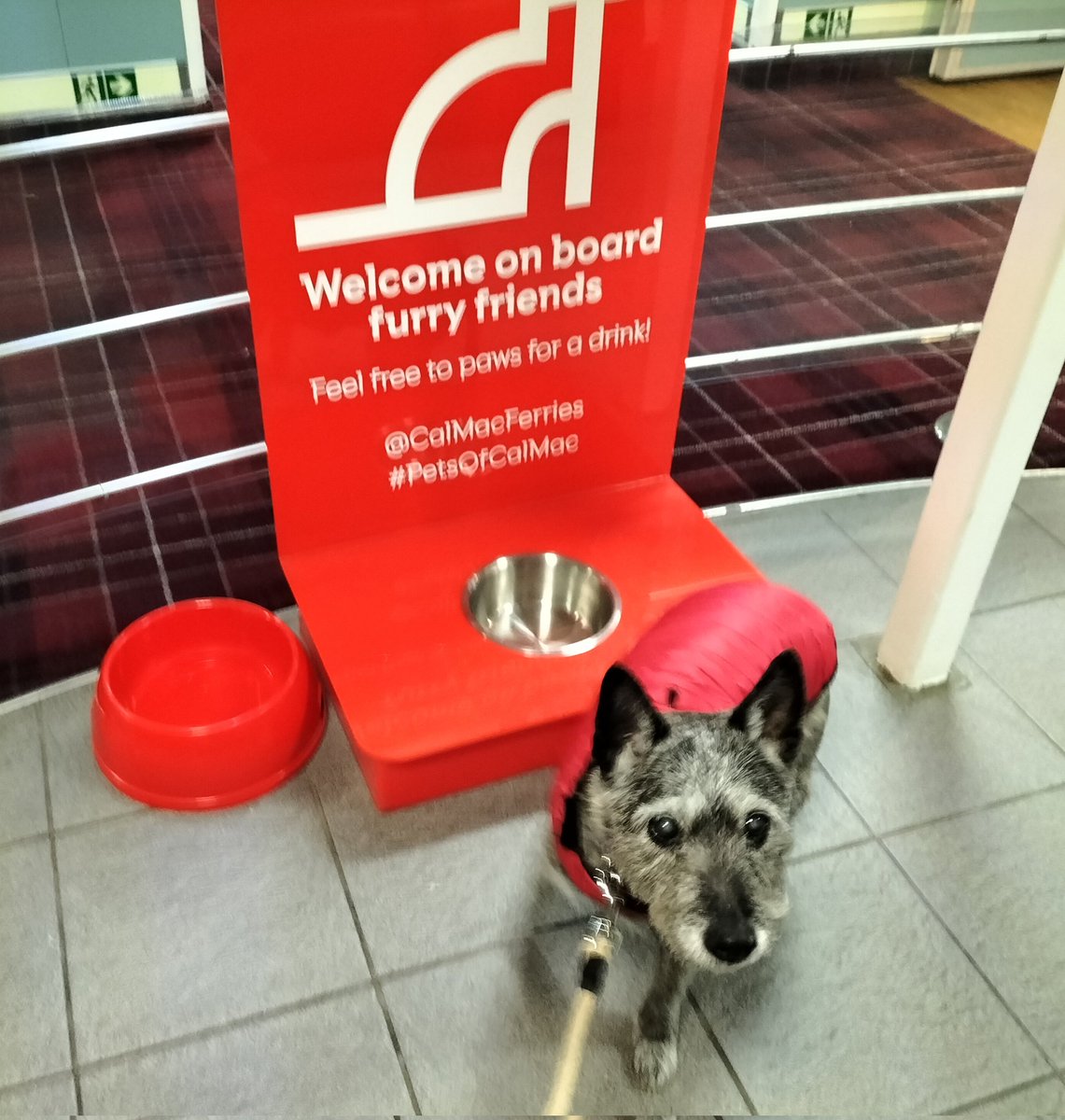 MadJackWood's tweet photo. So long #OuterHebrides #WesternIsles
Your beaches are great and your seafood is delicious. We love your campsites and have met lots of friendly people.
#PetsofCalmac #VanLife https://t.co/VwHzUG7tzy