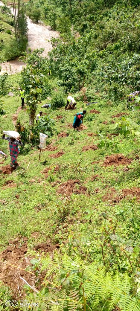 MillionTrees_Ug's tweet photo. #Kisoro
On 5th May, we planted more 1450 indigenous trees with local people actively involved.
Tree planting continues until we finish #20acres of degraded hills of Kazogo Pocket forest
@KigoziMaggie @priyagujadhur @IKatwesige @andersen_inger
@DeoAkiiki
#GenerationRestoration https://t.co/mX6cRX4jpj