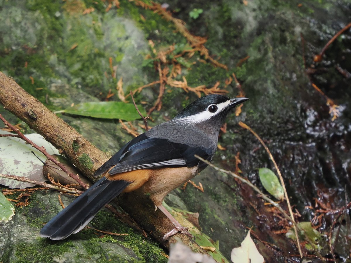 taiwanbirdguide's tweet photo. π¦ The #WhiteEaredSibia #η½θ³η«η, a striking endemic with elongated white ear coverts, commonly found in #Taiwan's mid-elevation forests.
#TaiwanBirdGuide #bird #birding #birdtour #birdwatching #nature #wildlife #birdphotography #birdlovers #ornithology #TaiwanEndemicSpecies https://t.co/ra88cK7z7Y
