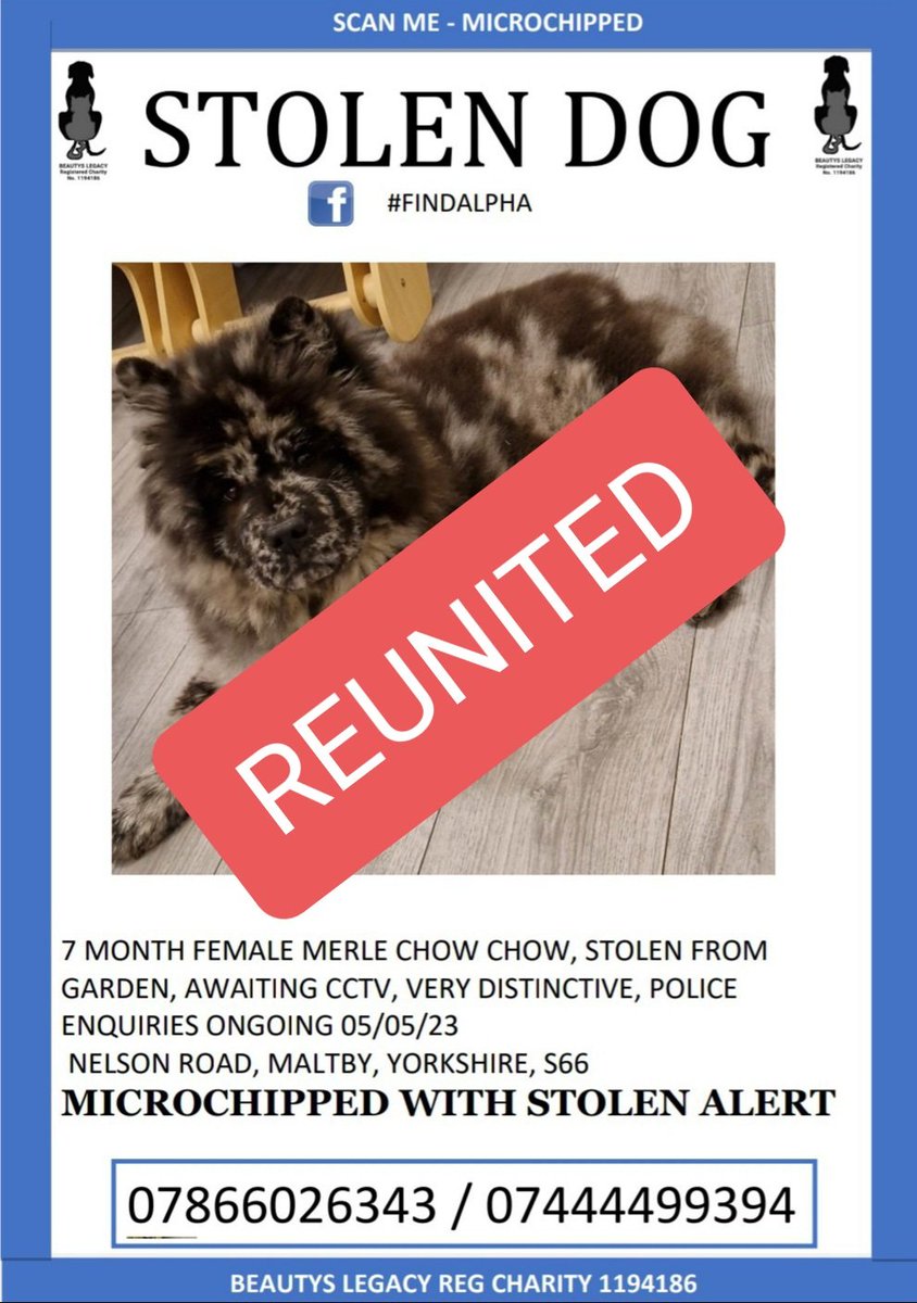 beautys_legacy's tweet photo. Thrilled to announce stolen chow chow Alpha is reunited. Our team were alerted and went straight over to assist and Alpha was quickly located locked in a nearby shed.  She appears safe and well but will be vet checked this morning. 
#reunited #chowchow #findalpha https://t.co/HeLKivJiYq