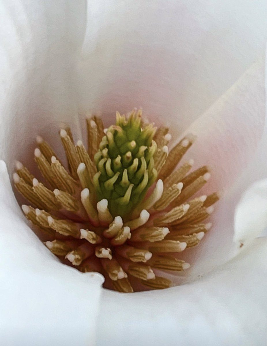 #BlossomWatchComp our beautiful magnolia blossom, I like to be different with my photos and look at things from a different perspective