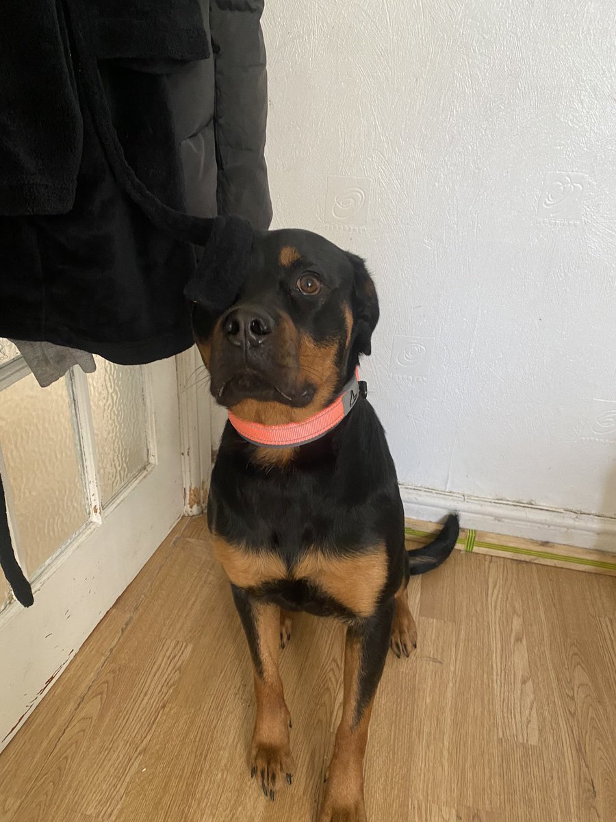 She’s been a handful since adopting her 😂😂 finally getting somewhere with her now &amp; gained a lot of weight! Such a loving dog she is, constantly wants to kiss you 😂😂