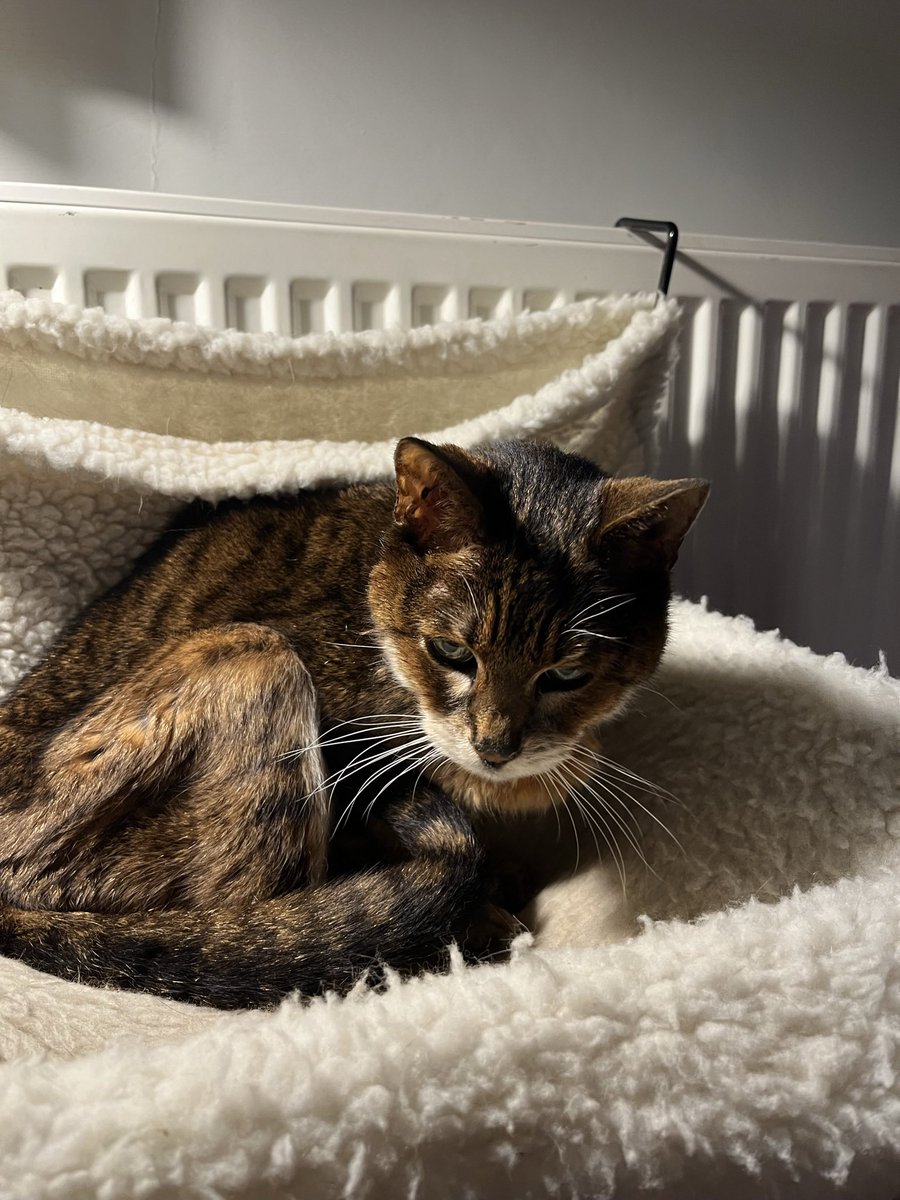 MelanieHenwood's tweet photo. Darling Taz is very frail but still wanting to be here, but we know there isn’t much time left #CatsOfTwitter circle of paws today please 🙏🙁 https://t.co/vipZplWsh9