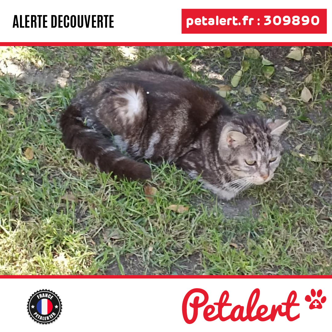 petalert_france's tweet image. Trouvé #Chat #CharenteMaritime #DompierreSurMer #Petalert  #PetAlert17 / p3t.co/A3MVA