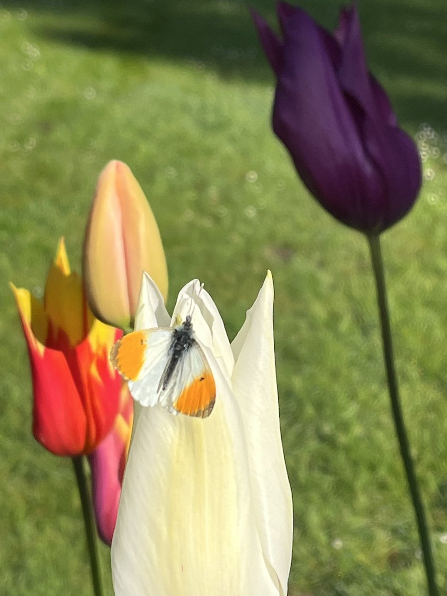 So far the crowning glory of the frothy month of May. 

Tulips, tree peonies, butterflies, swallows and beguiling weeds.