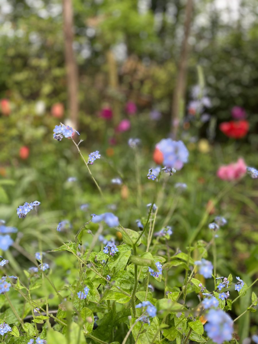 InspiredByKate's tweet photo. So far the crowning glory of the frothy month of May. 

Tulips, tree peonies, butterflies, swallows and beguiling weeds. https://t.co/eOVBGPAbq1