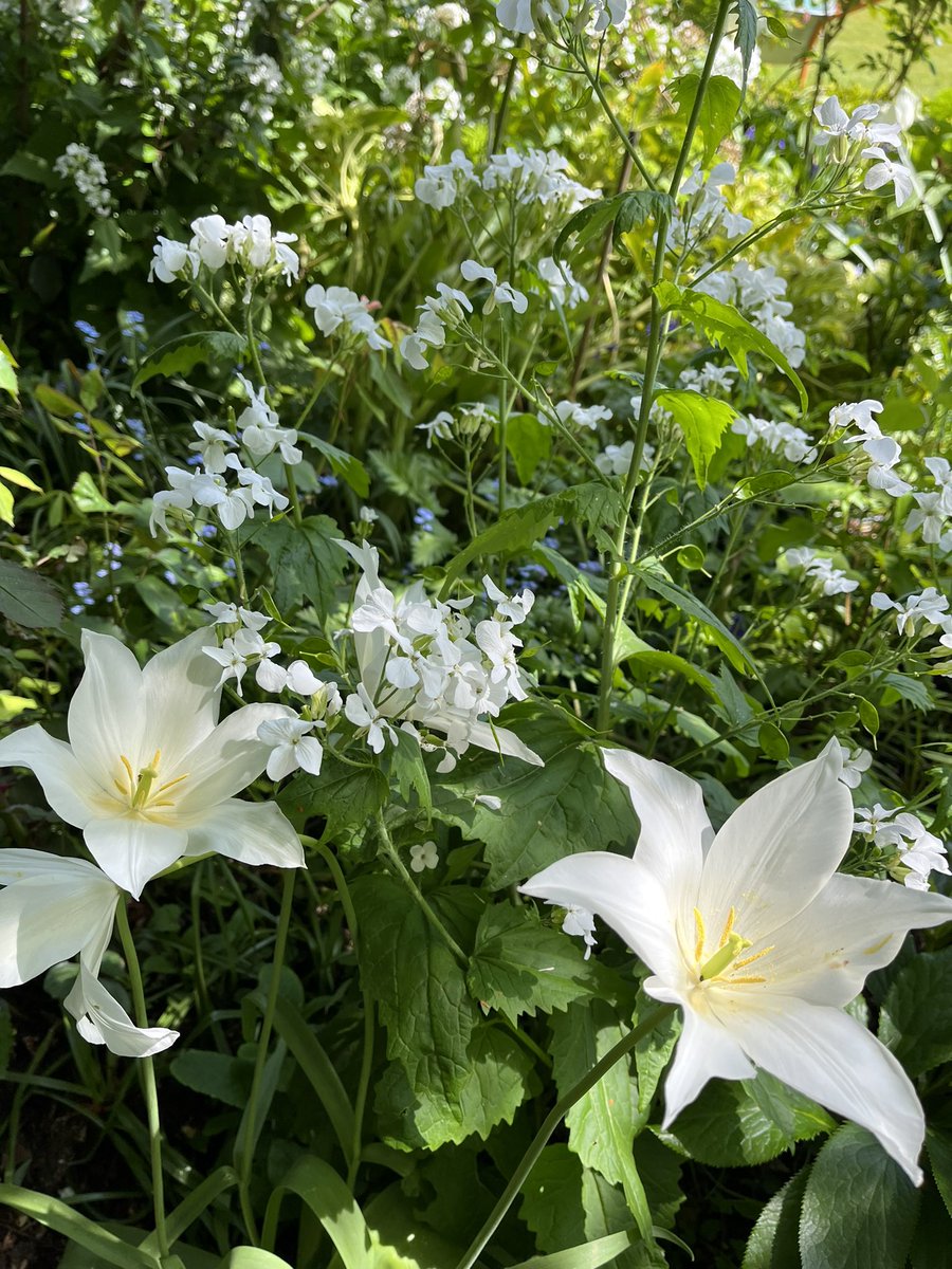InspiredByKate's tweet photo. So far the crowning glory of the frothy month of May. 

Tulips, tree peonies, butterflies, swallows and beguiling weeds. https://t.co/eOVBGPAbq1