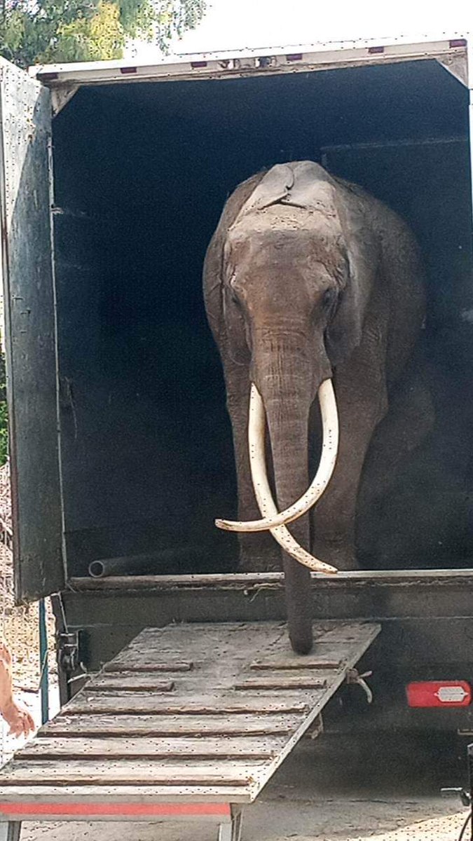 Free Life on Twitter "RT FreeLifeAsso Alors que le projet Éléphant