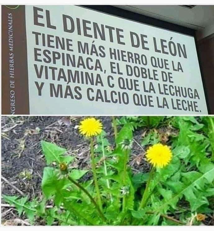karimanesr's tweet photo. Diente de león, una planta maravillosa con beneficios para muchas dolencias, depura el hígado, la vesícula biliar, remineraliza ... https://t.co/rcD9jrWHVC