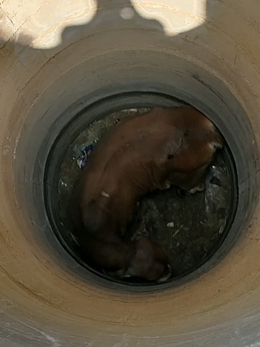 करौली के सूरौठ मे पिछले तीन दिन से एक सांड गहरे सूखे कुए मे गिर कर फंसा हुआ हैँ
आमजन के काफ़ी प्रयास के बाद भी सांड को बाहर नहीं निकाला जा सका, क्या करौली प्रशासन सांड को जीवित बचा पाने मे अपना सहयोग करेगा। <a href="/ashokgehlot51/">Ashok Gehlot</a> <a href="/DmKarauli/">District Collector & Magistrate, Karauli</a> <a href="/KarauliPolice/">Karauli Police</a> <a href="/RajCMO/">CMO Rajasthan</a> <a href="/RajGovOfficial/">Government of Rajasthan</a>