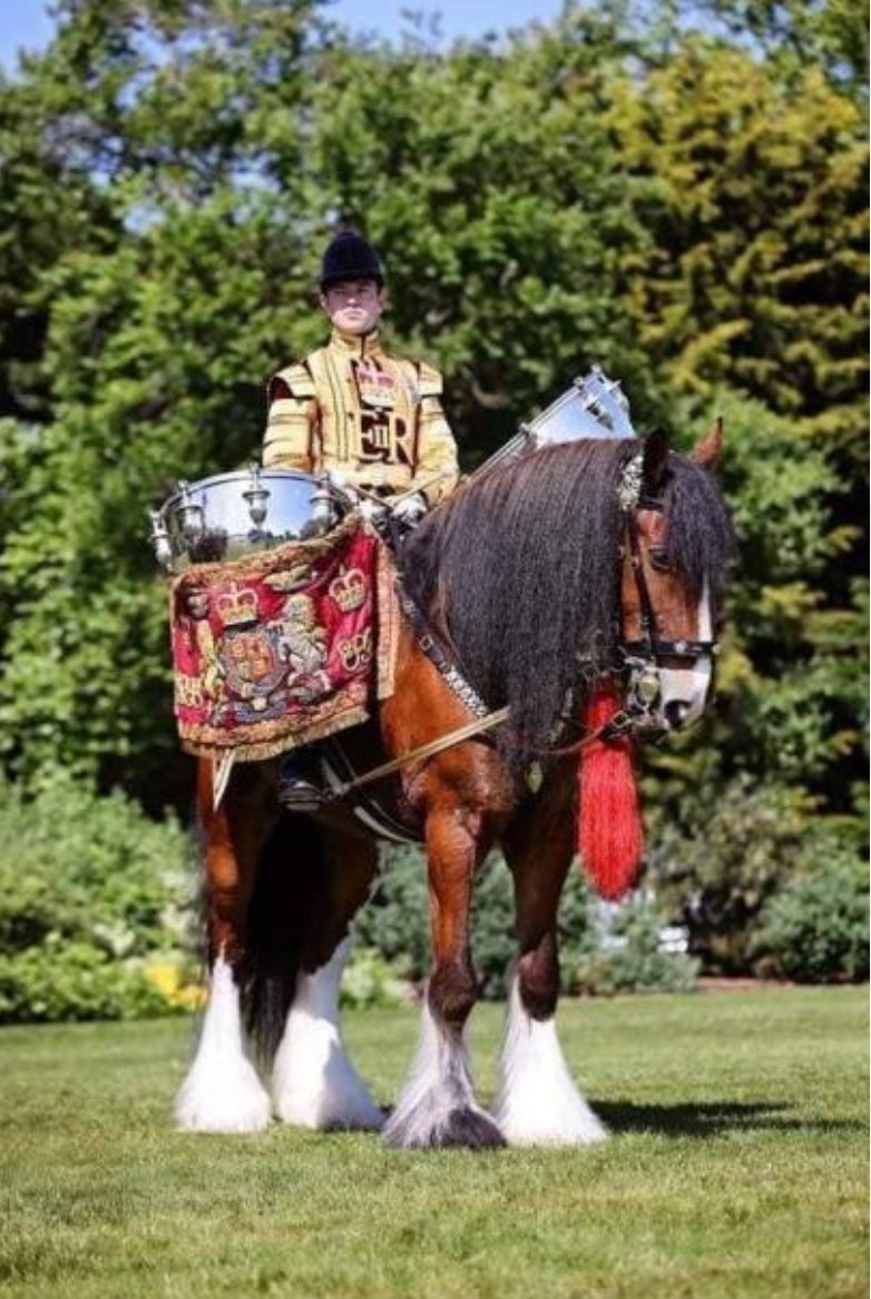 If you're watching the #Coronation today, look out for the magnificent drum horse Apollo, who was raised at @DyfedShires run by our friends Huw and Nikki 🐴🌟