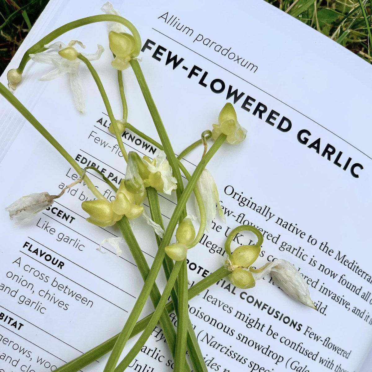 WildFoodUK's tweet photo. #forage #wildfooduk #tagus #foraginguk #whatdoyouforage #whatsoyouspot #book #wildfoodguide #foragingbook https://t.co/9TMH9udEMV https://t.co/v4sXRpJsTE