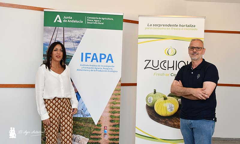 jaarcossanchez's tweet photo. 🆕Se presenta en el Ifapa una nueva categoría de #hortaliza: Zucchiolo

📝https://t.co/msu9CbuCR3

📌#Zucchiolo es un nuevo tipo de #calabaza para consumir cocinada, pero también cruda😋

📌Una especialidad que busca diversificar más la oferta hortofrutícola en los #invernaderos https://t.co/ou3uX7qMsl