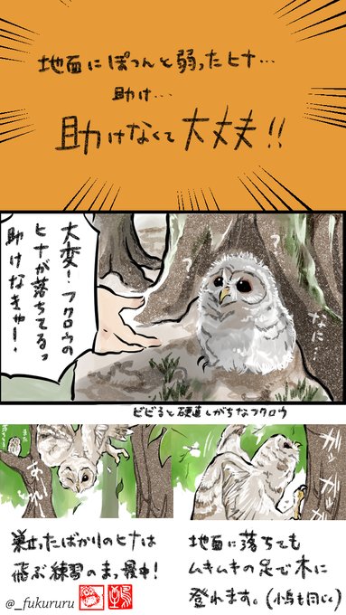 心地よい5月は野鳥のヒナたちが巣立つ時期🦉🐦 「地面に落ちているひとりぼっちの弱ったヒナ」と勘違いして保護する方が毎年おられますが、心配ご無用手出し不要!  地面にいるのも親が見つからないのも弱っちそうに見えるのもごく普通の成長の過程。 知ってみてね自然のこと(クリックしてね↓)