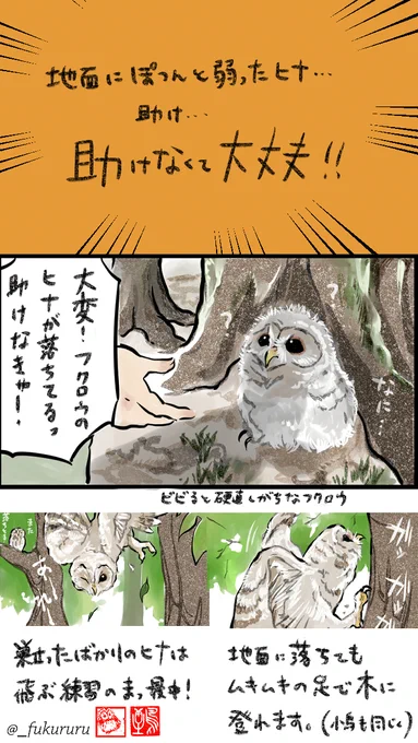 心地よい5月は野鳥のヒナたちが巣立つ時期🦉🐦 「地面に落ちているひとりぼっちの弱ったヒナ」と勘違いして保護する方が毎年おられますが、心配ご無用手出し不要!  地面にいるのも親が見つからないのも弱っちそうに見えるのもごく普通の成長の過程。 知ってみてね自然のこと(クリックしてね↓)