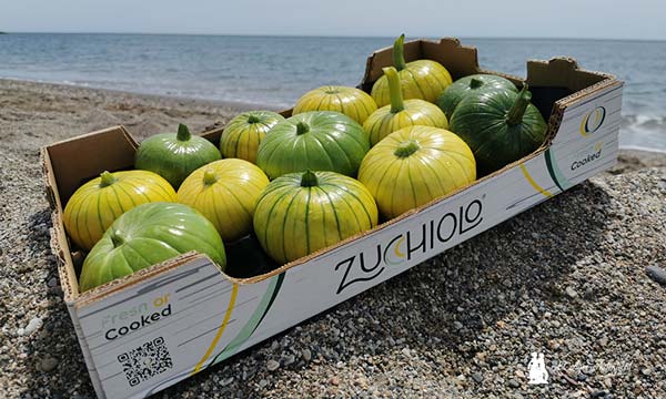 jaarcossanchez's tweet photo. 🆕Se presenta en el Ifapa una nueva categoría de #hortaliza: Zucchiolo

📝https://t.co/msu9CbuCR3

📌#Zucchiolo es un nuevo tipo de #calabaza para consumir cocinada, pero también cruda😋

📌Una especialidad que busca diversificar más la oferta hortofrutícola en los #invernaderos https://t.co/ou3uX7qMsl