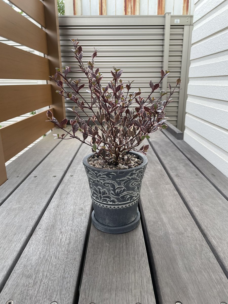post_yan's tweet photo. 渋い、良い。
#観葉植物
#ロフォミルタスマジックドラゴン https://t.co/9Bv8P7AMKo
