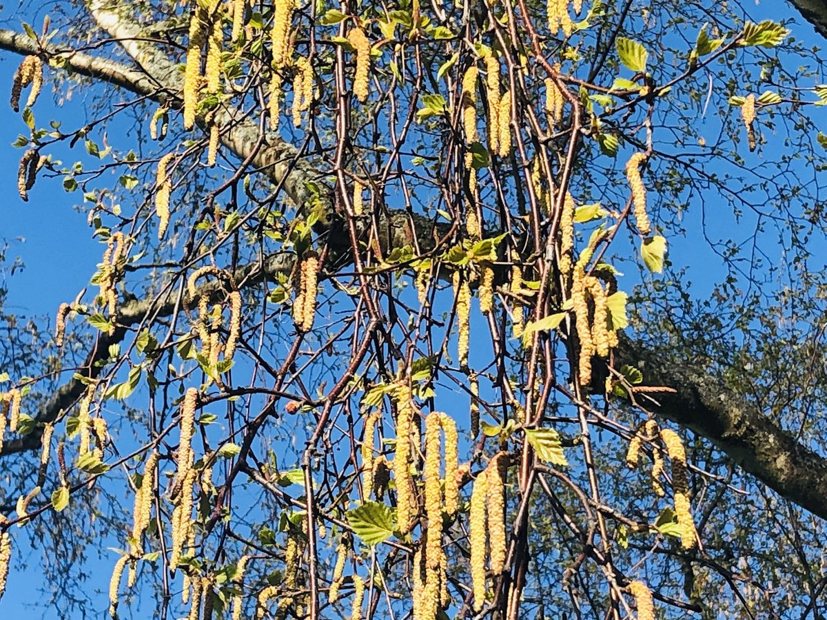 #spring #tree #yonikol