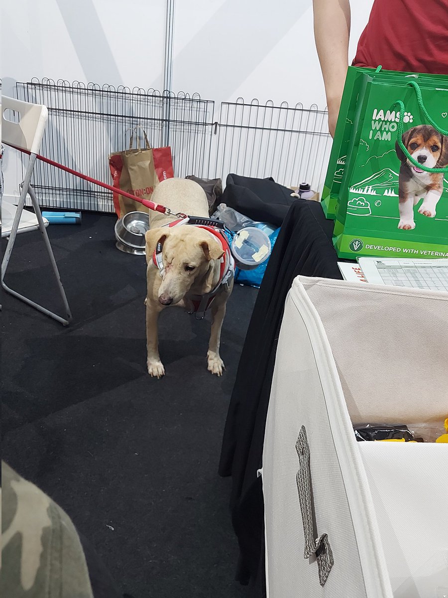 samantha_cavill's tweet photo. MDDB booth at pet expo midvalley. Please come and support guys.
Cute Puppies for adoption😊 also you can help by donating to their cute mascots . All with their own heartbreaking background. Please come and show your support🙏 with your support, they can continue saving lives 💕 https://t.co/xmKirCx8cA
