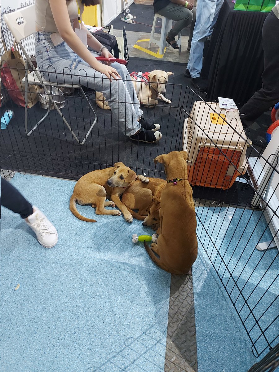 samantha_cavill's tweet photo. MDDB booth at pet expo midvalley. Please come and support guys.
Cute Puppies for adoption😊 also you can help by donating to their cute mascots . All with their own heartbreaking background. Please come and show your support🙏 with your support, they can continue saving lives 💕 https://t.co/xmKirCx8cA